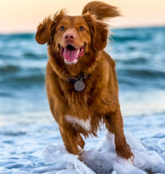 Photograph of golden retriever running in water. Looks very happy and a good boi
